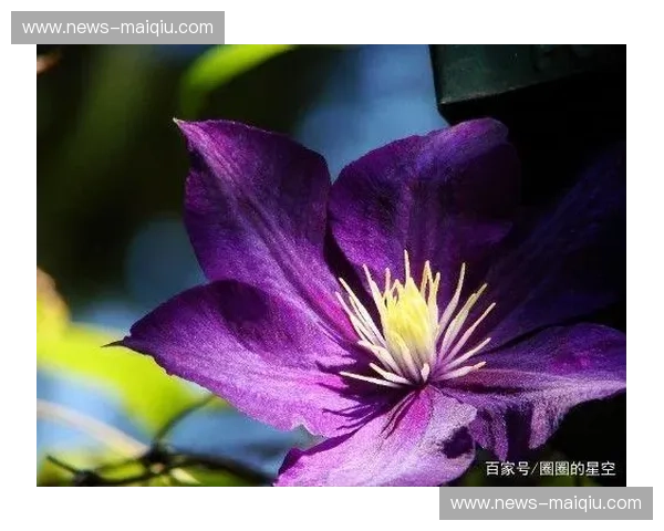 进化的生命：在“梦想”的远征中，接纳那一簇点亮余生的“火花”